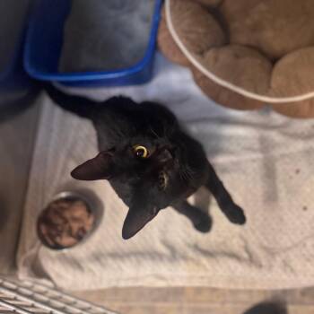 General -  Domestic Short Hair Cat for Adoption in Starkville, Mississippi - General | PetCurious