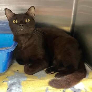 Summerween -  Domestic Short Hair Cat for Adoption in Beaumont, Texas - Summerween | PetCurious