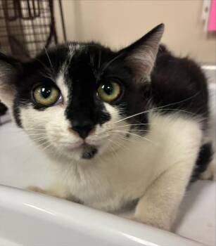 IBIZA -  Domestic Short Hair Cat for Adoption in Sacramento, California - IBIZA | PetCurious