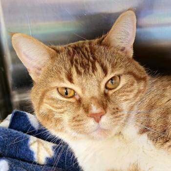 Atticus Cat (AK) -  Domestic Short Hair Cat for Adoption in Cumming, Georgia - Atticus Cat (AK) | PetCurious