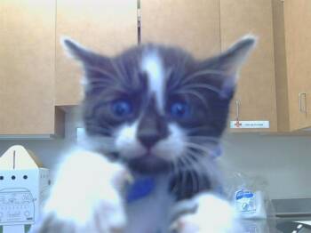 A926548 -  Domestic Short Hair Cat for Adoption in Sacramento, California - A926548 | PetCurious