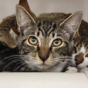 Rescue Domestic Short Hair Cats for Adoption in Sarasota, Florida - Bubbles | PetCurious