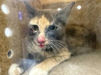 BARN CAT ADLER -  Domestic Short Hair Cat for Adoption in Kent, Washington - BARN CAT ADLER | PetCurious