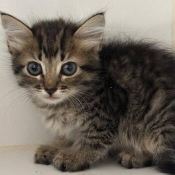 BERNIE -  Domestic Medium Hair Cat for Adoption in Kyle, Texas - BERNIE | PetCurious