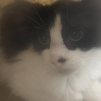 Danni -  Domestic Medium Hair Cat for Adoption in Philadelphia, Pennsylvania - Danni | PetCurious