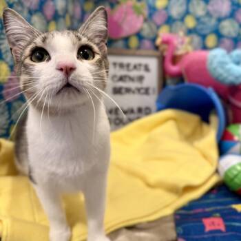Josie -  Domestic Short Hair Cat Available for Adoption in MS STATE UNIV, Mississippi - Josie | PetCurious