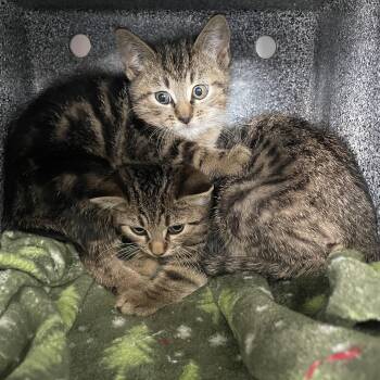 Rescue Domestic Short Hair Cats for Adoption in Lenoir City, Tennessee - Ricky | PetCurious