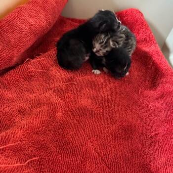 Domestic Short Hair Cats Available for Adoption in Blairsville, Georgia - Comet | PetCurious