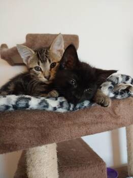 Domestic Medium Hair Cats Available for Adoption in Aylett, Virginia - Brynne | PetCurious