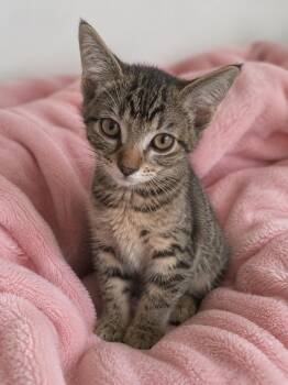 Clover -  Domestic Short Hair Cat for Adoption in Chandler, Arizona - Clover | PetCurious