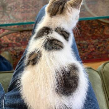 Lalo (C000-241) -  Domestic Short Hair Cat for Adoption in Chino Hills, California - Lalo (C000-241) | PetCurious
