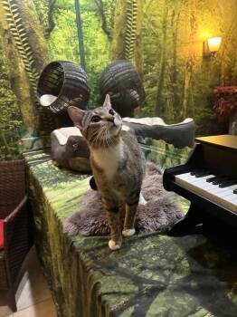Cassanova -  Domestic Short Hair Cat Available for Adoption in The Colony, Texas - Cassanova | PetCurious