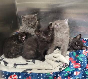 Domestic Long Hair and Domestic Short Hair Cats Available for Adoption in Anchorage, Alaska - PRINCESS LEIA | PetCurious