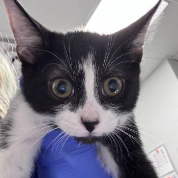 Ignatius -  Domestic Short Hair Cat for Adoption in Greenville, South Carolina - Ignatius | PetCurious
