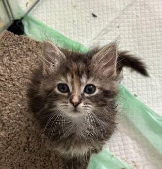Daphne -  Domestic Long Hair Cat for Adoption in Suffolk, Virginia - Daphne | PetCurious
