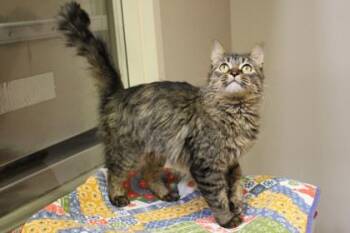 Domestic Medium Hair and Domestic Short Hair Cats Available for Adoption - Miss Floofs | PetCurious