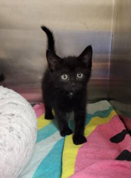 Neptune -  Domestic Short Hair Cat for Adoption in Great Bend, Kansas - Neptune | PetCurious