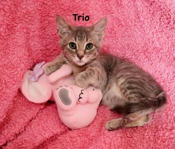 Trio -  Tabby Cat for Adoption in St. Augustine, Florida - Trio | PetCurious