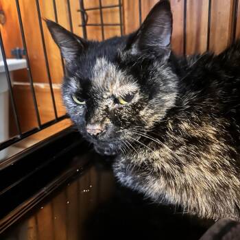 Domestic Short Hair Cats Available for Adoption in Rocky Mount, Virginia - Harriett | PetCurious