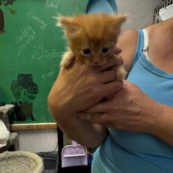 Outlaw -  Domestic Short Hair Cat for Adoption in Hinesville, Georgia - Outlaw | PetCurious