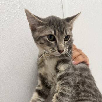 Moon -  Domestic Short Hair Cat for Adoption in Redwood City, California - Moon | PetCurious