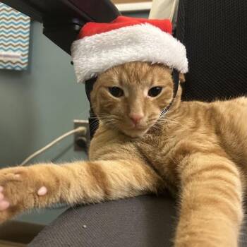 Slipper -  Domestic Short Hair Cat for Adoption in Baltimore, Maryland - Slipper | PetCurious