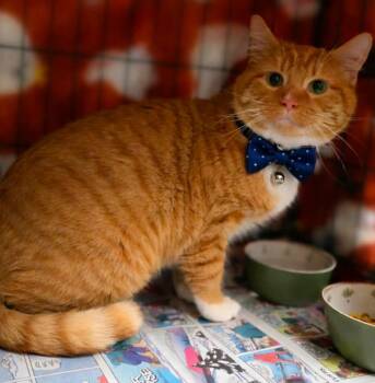 Domestic Short Hair Cats Available for Adoption - Heathcliff | PetCurious