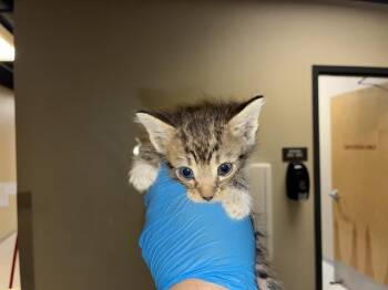 A610892 -  Domestic Short Hair Cat for Adoption in Modesto, California - A610892 | PetCurious