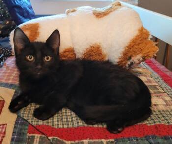 Milo -  American Shorthair Cat for Adoption in Tampa, Florida - Milo | PetCurious