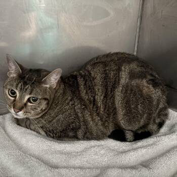 Rescue Domestic Short Hair Cats for Adoption in Tampa, Florida - Gatita | PetCurious