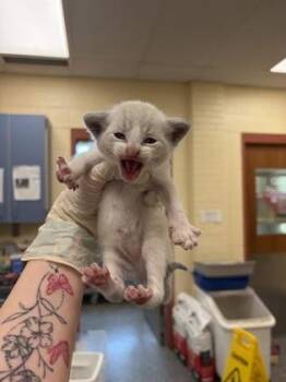Bunk Bed -  Domestic Short Hair Cat for Adoption in Westland, Michigan - Bunk Bed | PetCurious