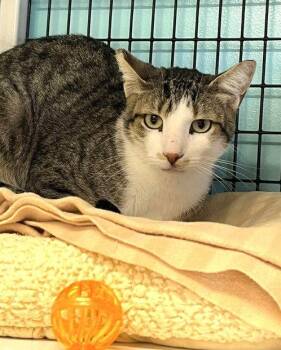 Cassidy -  Domestic Short Hair Cat for Adoption in Seal Beach, California - Cassidy | PetCurious