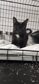 Libra -  Domestic Short Hair Cat for Adoption in Herndon, Virginia - Libra | PetCurious