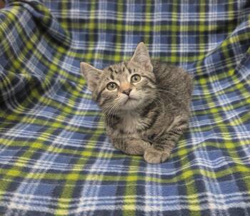Parsley -  Domestic Short Hair Cat for Adoption in Little Rock, Arkansas - Parsley | PetCurious