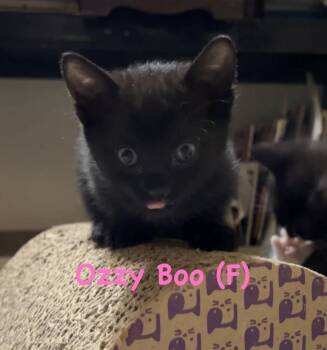 Ozzy Boo (The “Fancy Feet” Footnotes) -  Domestic Short Hair Cat for Adoption in Telford, Pennsylvania - Ozzy Boo (The “Fancy Feet” Footnotes) | PetCurious