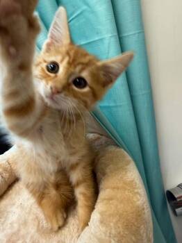 Crookshanks -  Domestic Short Hair Cat for Adoption in Evansville, Indiana - Crookshanks | PetCurious