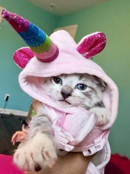 Ziggy Stardust -  Domestic Short Hair and Siamese Cat for Adoption in Cincinnati, Ohio - Ziggy Stardust | PetCurious