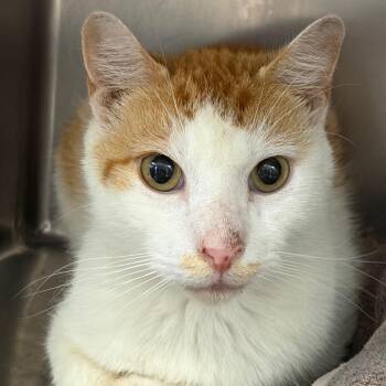 Lorenzo -  Domestic Short Hair Cat for Adoption in Newark, New Jersey - Lorenzo | PetCurious
