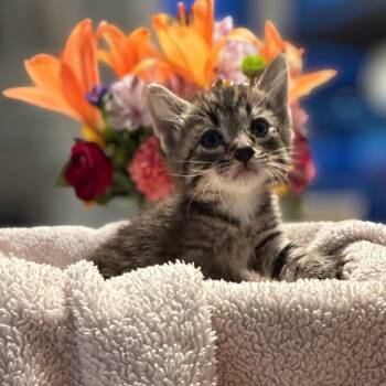 Zizi -  Domestic Short Hair Cat for Adoption in Westminster, California - Zizi | PetCurious