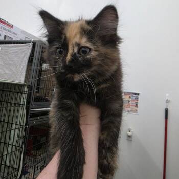 Keely -  Domestic Long Hair Cat for Adoption in Bismarck, North Dakota - Keely | PetCurious