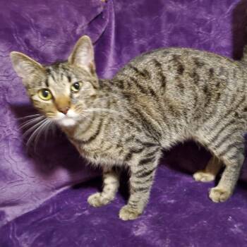 Rescue Domestic Short Hair Cats for Adoption in Bentonville, Arkansas - Kira | PetCurious