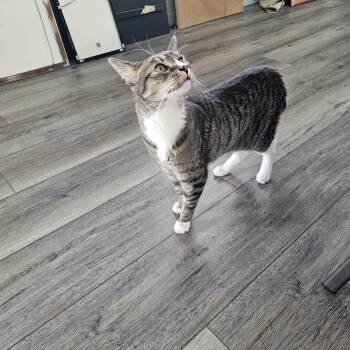Tommy -  American Shorthair Cat for Adoption in Yarnell, Arizona - Tommy | PetCurious