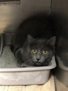 Rescue Domestic Medium Hair Cats for Adoption in Conroe, Texas - A415970 | PetCurious