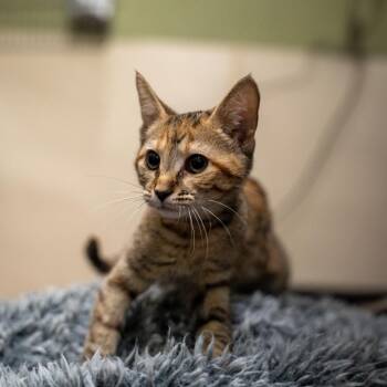 Victoria Everglot -  Domestic Short Hair Cat Available for Adoption in Gainesville, Georgia - Victoria Everglot | PetCurious