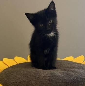 Juicy Fruit -  Domestic Short Hair Cat for Adoption in Springfield, Missouri - Juicy Fruit | PetCurious