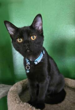 Commander Yao Li-Jie -  Domestic Short Hair Cat for Adoption in Stoughton, Wisconsin - Commander Yao Li-Jie | PetCurious