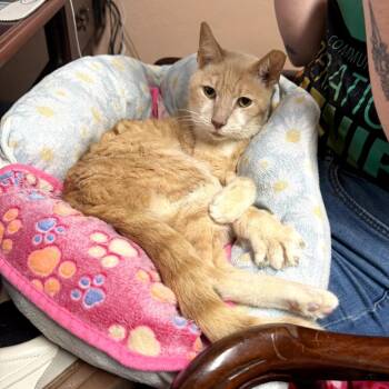Blonde Boy -  Domestic Short Hair Cat Available for Adoption in Melrose, Florida - Blonde Boy | PetCurious