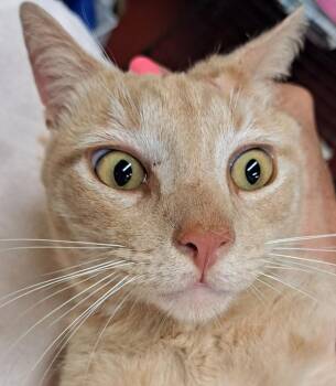 Roger -  Domestic Short Hair Cat for Adoption in Douglasville, Georgia - Roger | PetCurious
