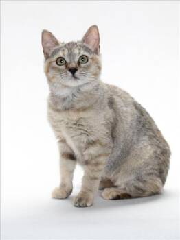 Domestic Short Hair Cats Available for Adoption - BOBCAT | PetCurious