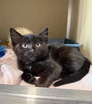 Patricia -  Domestic Short Hair Cat for Adoption in Pierceton, Indiana - Patricia | PetCurious